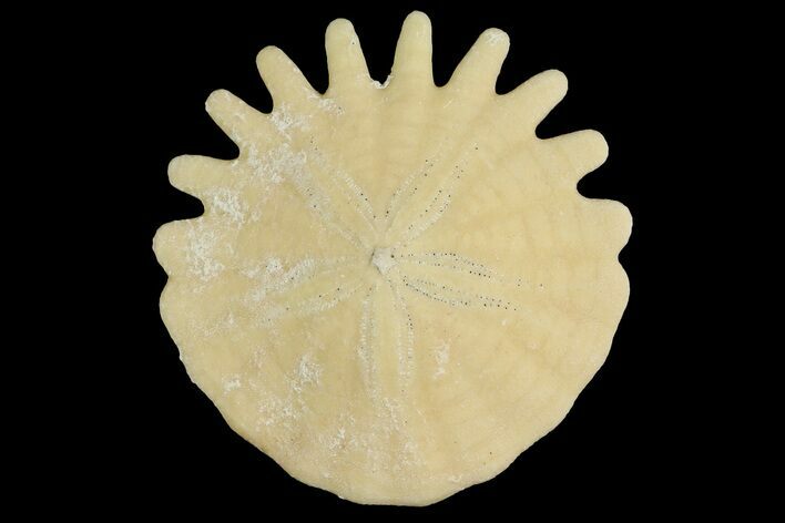 Fossil Sand Dollar (Heliophora) - Boujdour Province, Morocco #177950